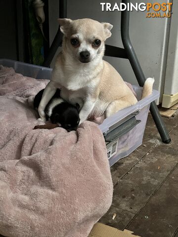 Pure Breed Chihuahua Pups