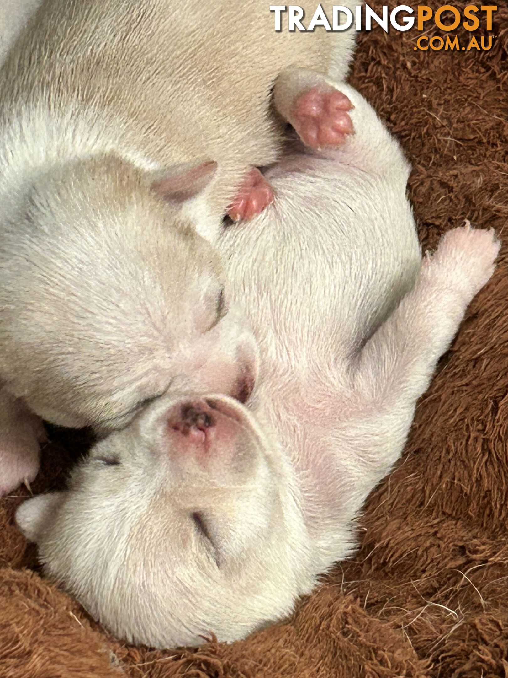 Pure Breed Chihuahua Pups