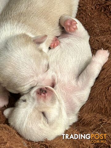 Pure Breed Chihuahua Pups