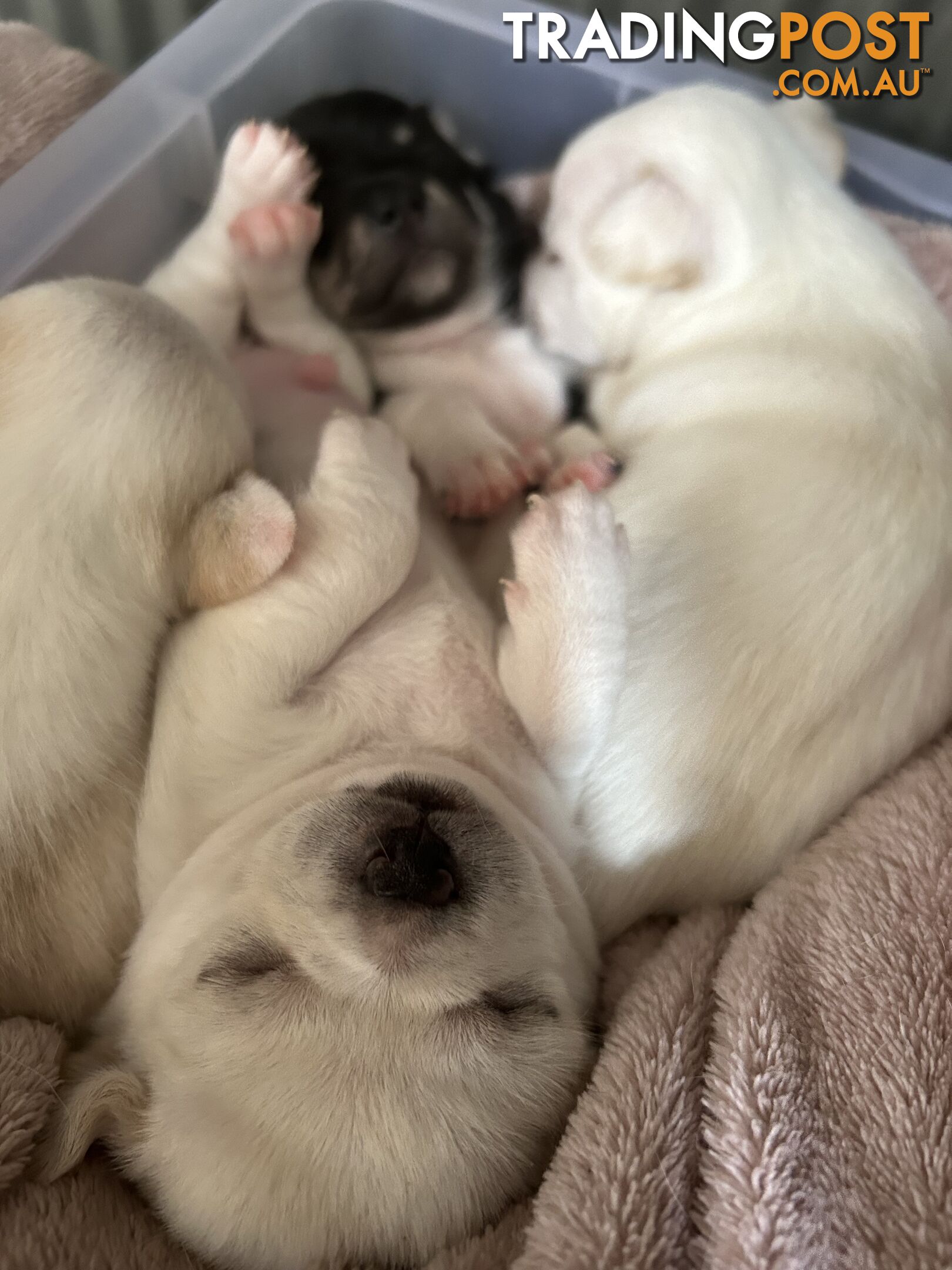 Pure Breed Chihuahua Pups