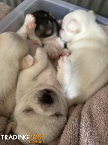 Pure Breed Chihuahua Pups