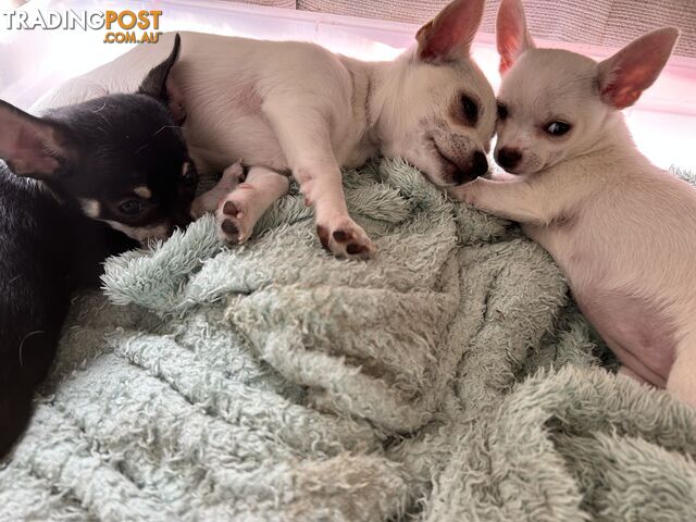 Pure Breed Chihuahua pups