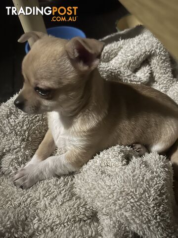 Pure Breed little Female Chihuahua pup.
