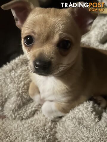 Adorable Pure Breed Female Chihuahua pup.