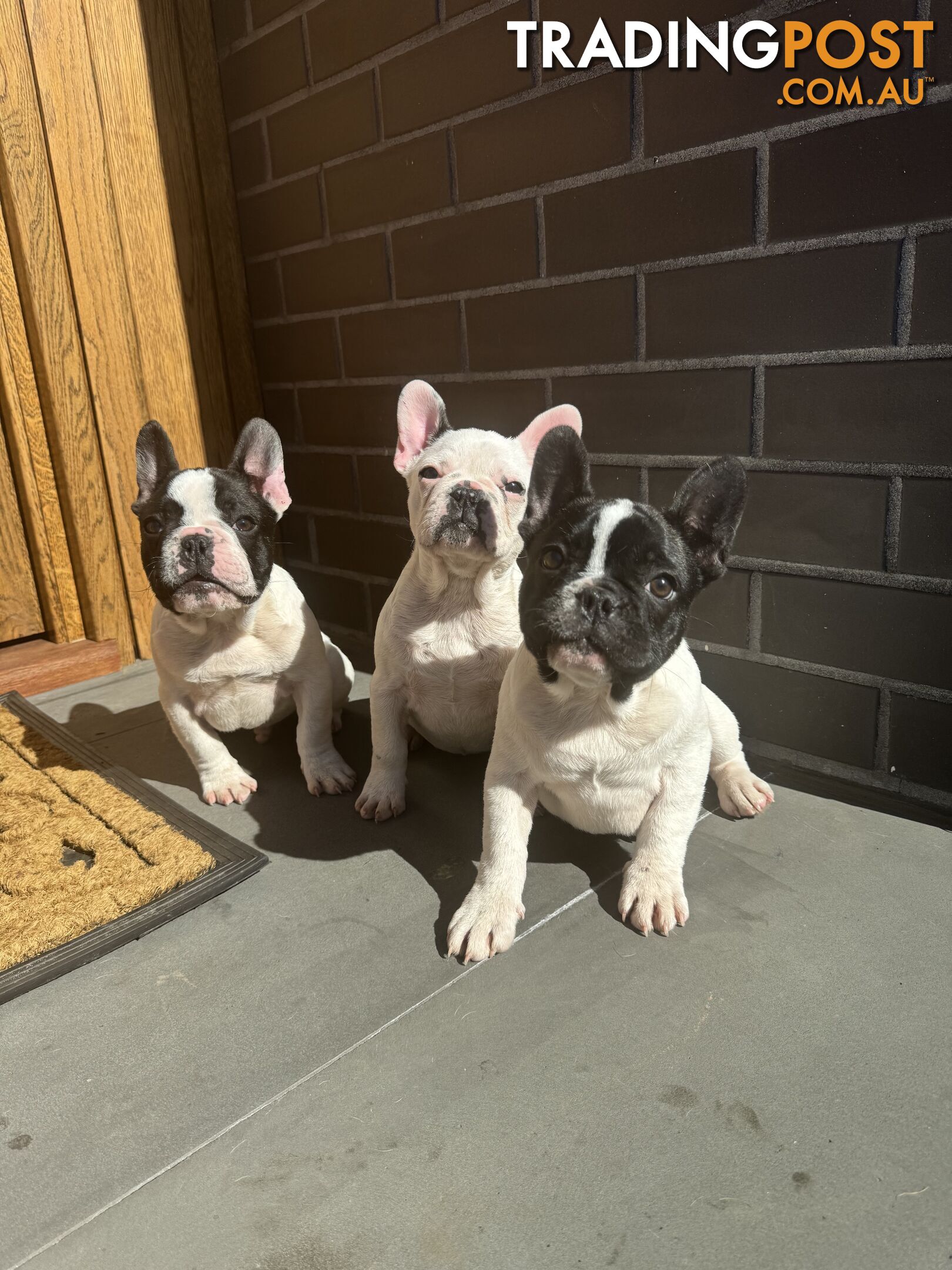 Selling 3 Purebred French Bulldog Puppies