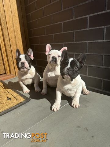 Selling 3 Purebred French Bulldog Puppies