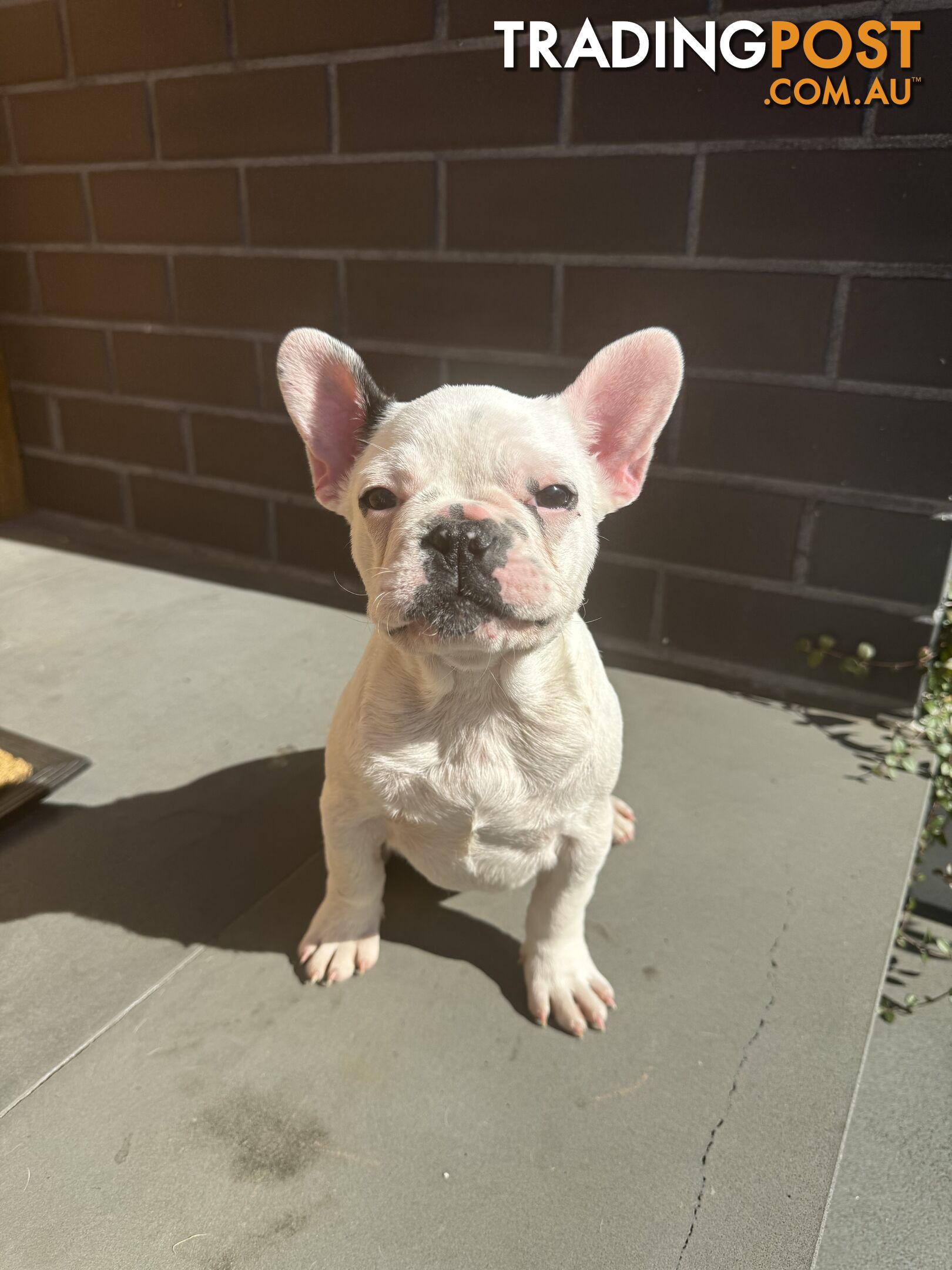 Selling 3 Purebred French Bulldog Puppies