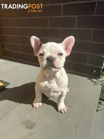 Selling 3 Purebred French Bulldog Puppies