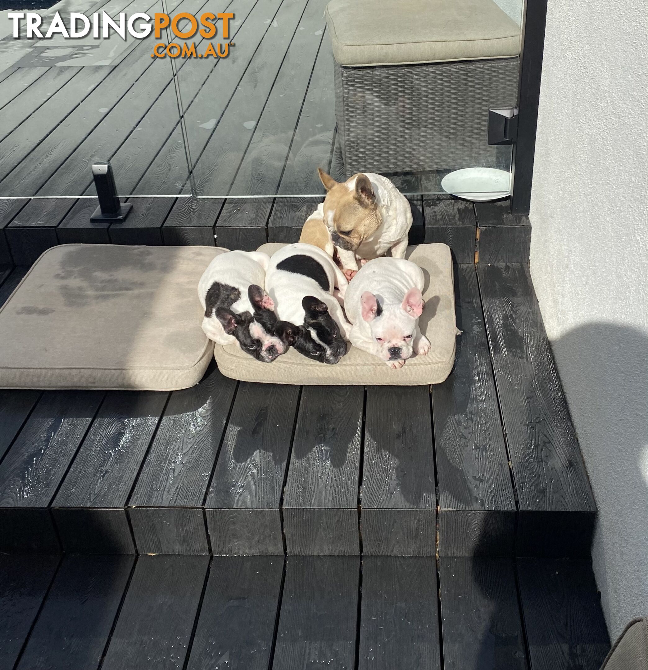 Selling 3 Purebred French Bulldog Puppies