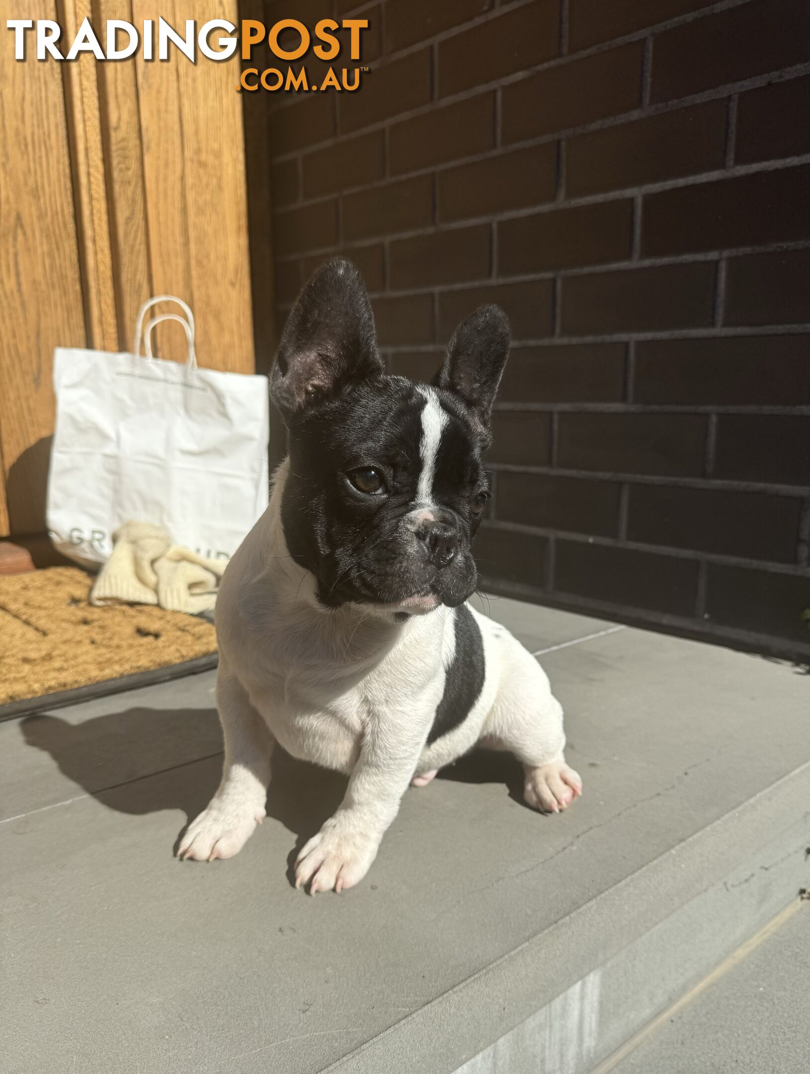 Selling 3 Purebred French Bulldog Puppies