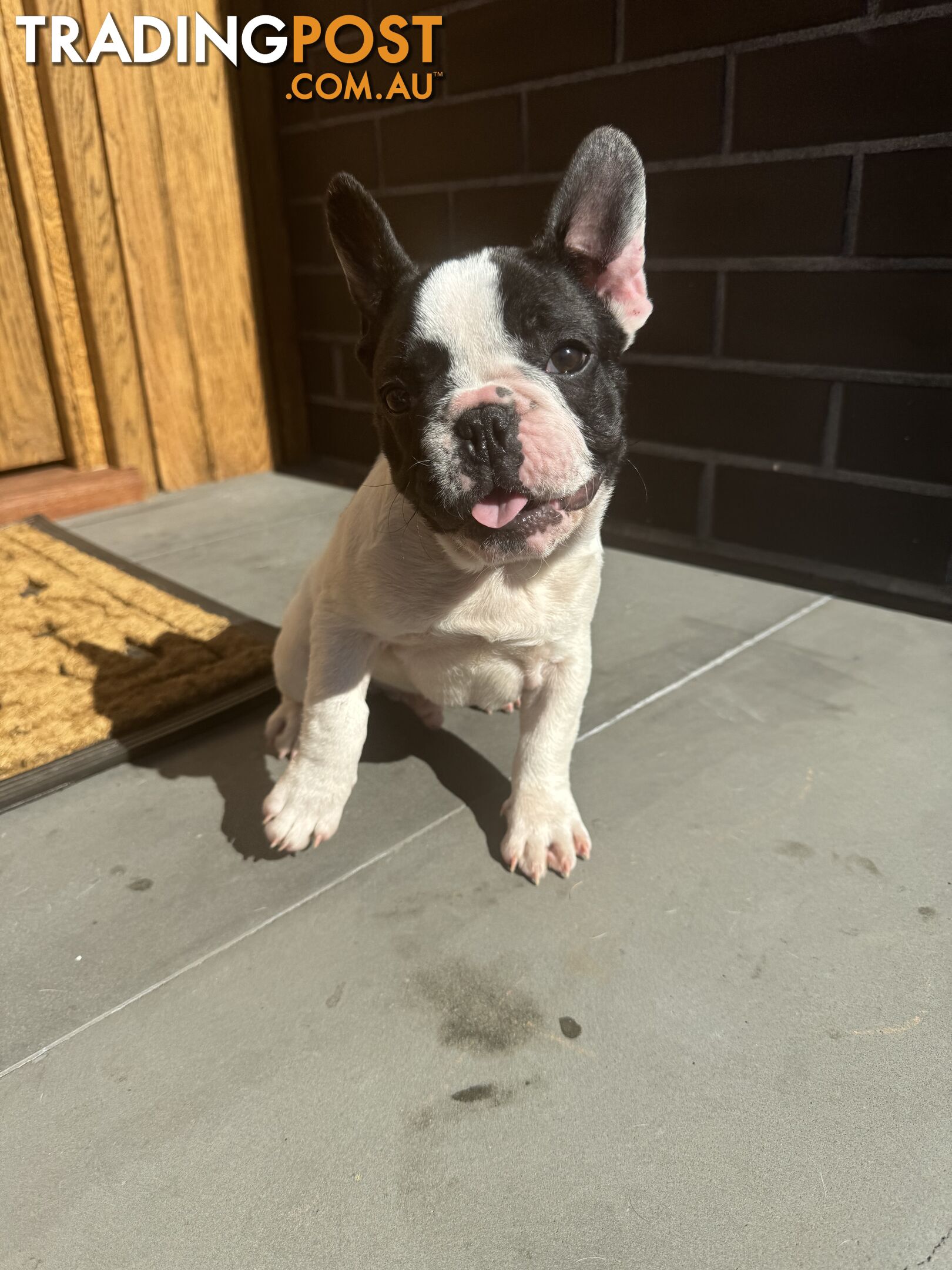 Selling 3 Purebred French Bulldog Puppies