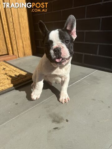 Selling 3 Purebred French Bulldog Puppies