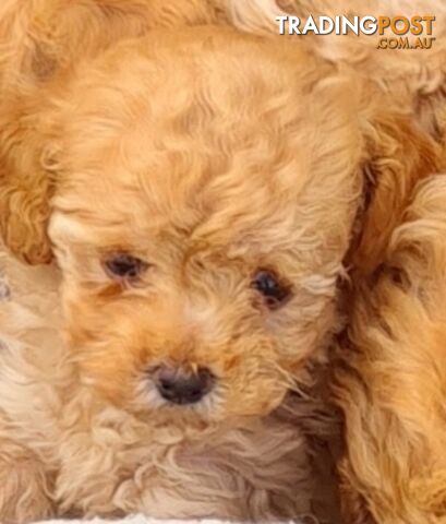 Maltipoo /Maltese x ToyPoodle