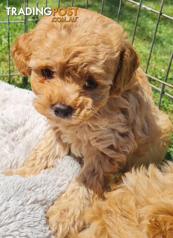 Maltipoo /Maltese x ToyPoodle