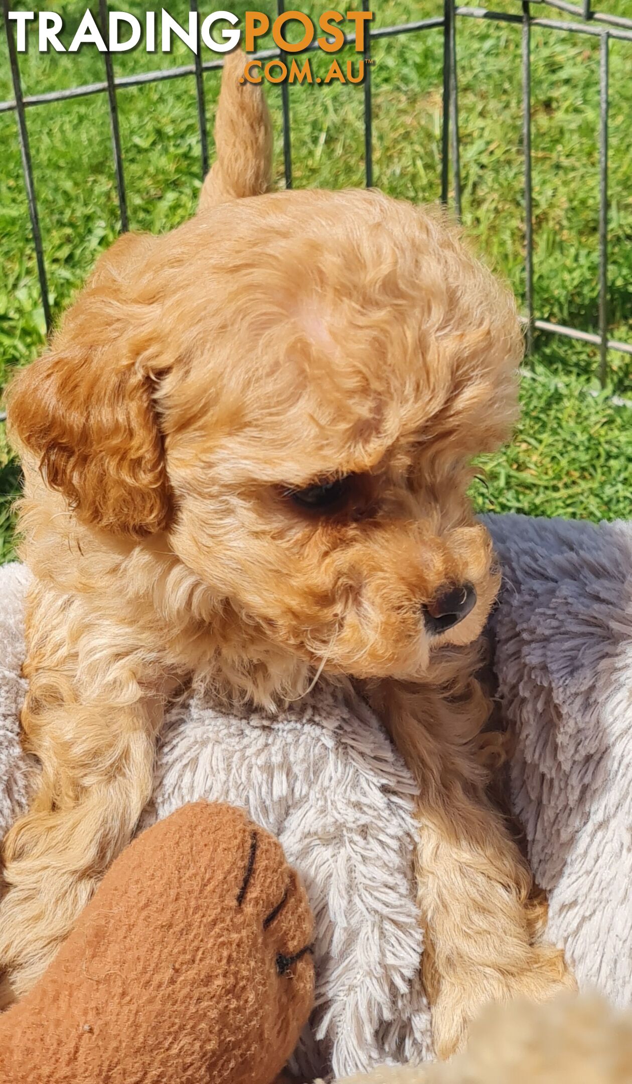 Maltipoo /Maltese x ToyPoodle