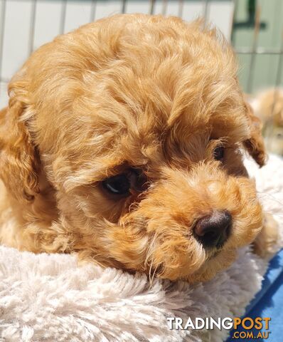 Maltipoo /Maltese x ToyPoodle