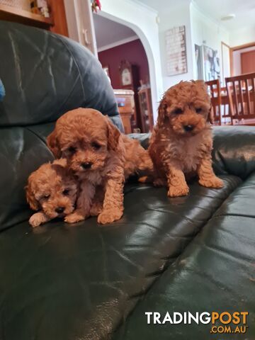 Maltipoo /Maltese x ToyPoodle