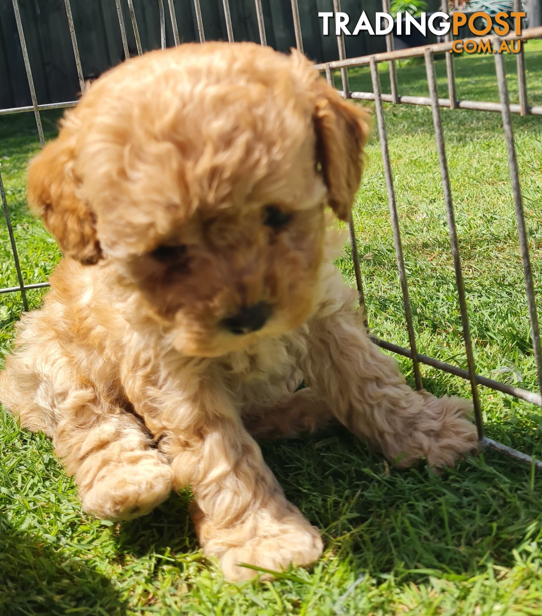 Maltipoo /Maltese x ToyPoodle