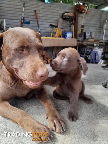 Pure Labrador pups for sale    Make an offer