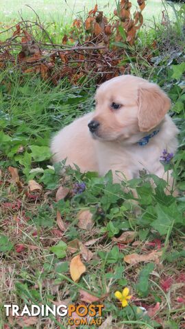 7  purebred beautiful Golden Retriever puppies unconditional love!