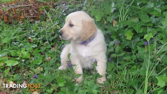 7  purebred beautiful Golden Retriever puppies unconditional love!