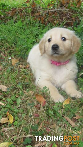 7  purebred beautiful Golden Retriever puppies unconditional love!