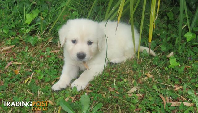 7  purebred beautiful Golden Retriever puppies unconditional love!