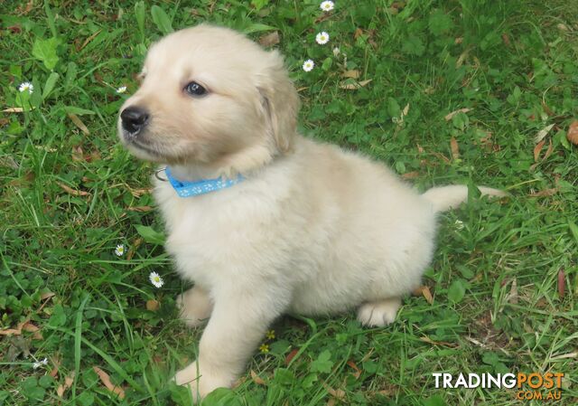 7  purebred beautiful Golden Retriever puppies unconditional love!