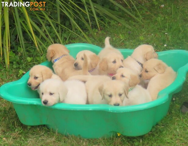 7 beautiful Golden Retriever puppies unconditional love!