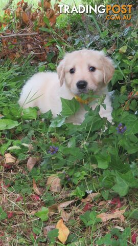 7  purebred beautiful Golden Retriever puppies unconditional love!