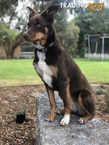 Beautiful 3yr old female Kelpie needs a new home