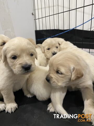 Adorable pure bred golden retriever puppies