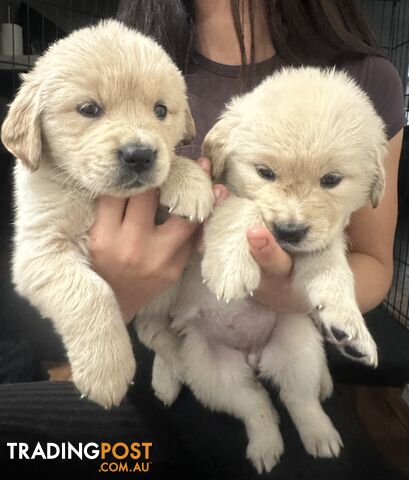 Adorable pure bred golden retriever puppies