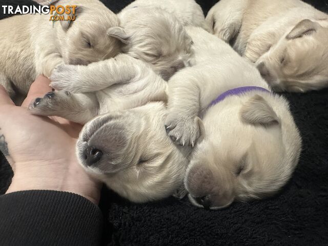 Adorable pure bred golden retriever puppies