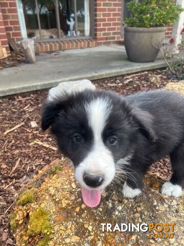 Beautiful Pure Bred Border Collie Puppies with Pedigree Papers