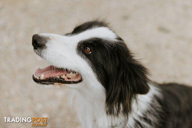 Beautiful Pure Bred Border Collie Puppies with Pedigree Papers