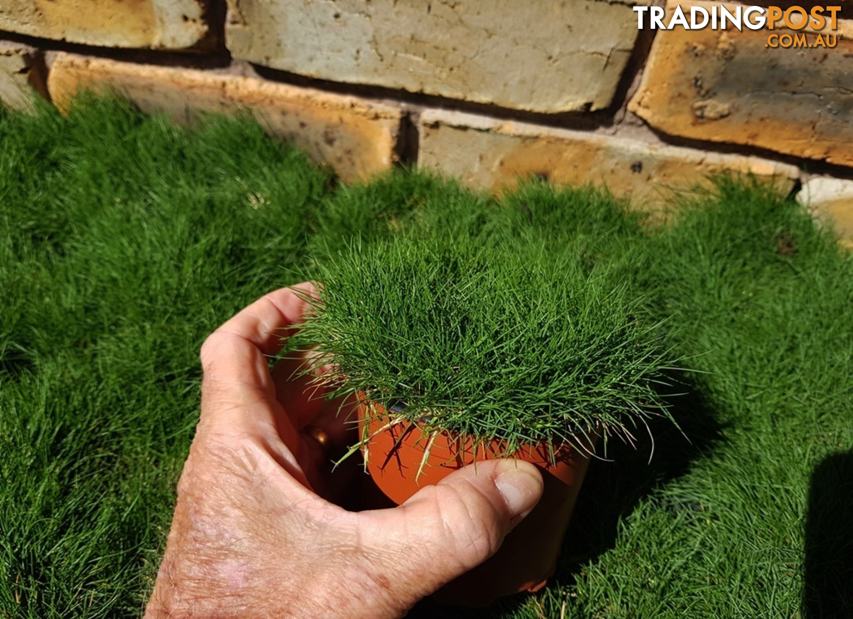 Petting Grass Special - 10x100mm pots - $70.00 including delivery