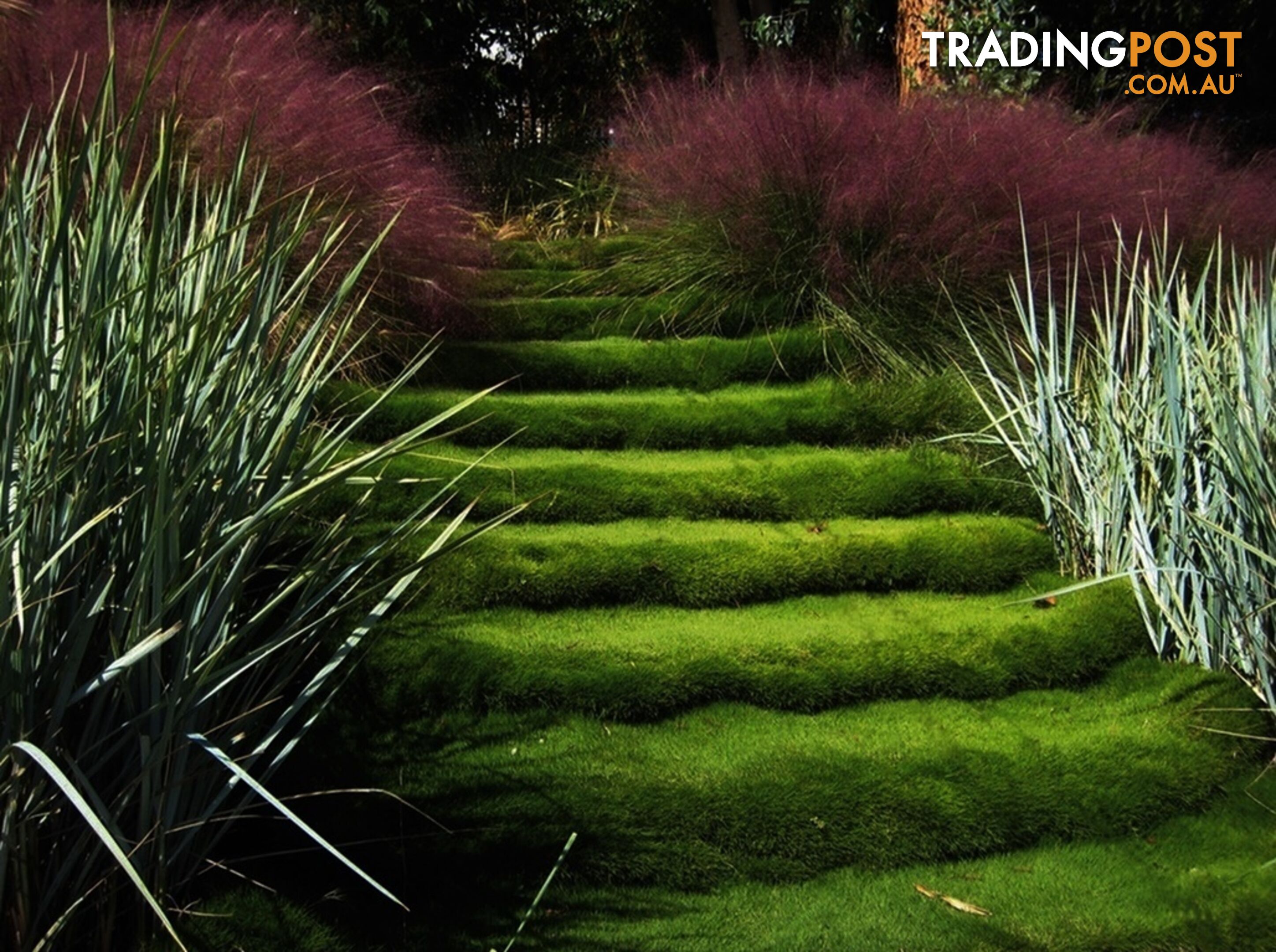 Petting Grass Special - 10x100mm pots - $70.00 including delivery