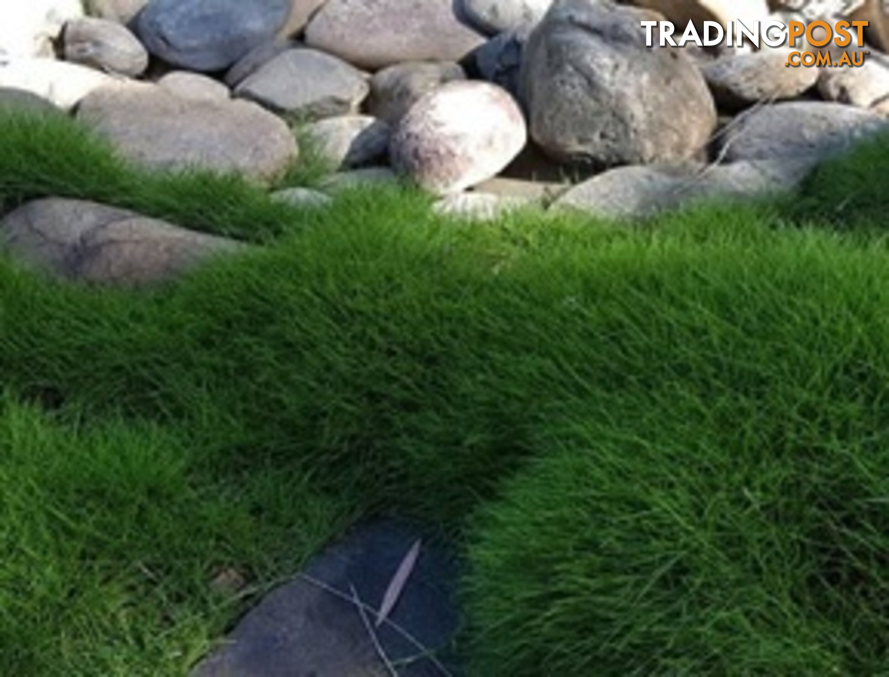 Petting Grass Special - 10x100mm pots - $70.00 including delivery