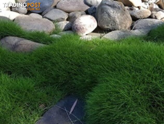 Petting Grass Special - 10x100mm pots - $70.00 including delivery