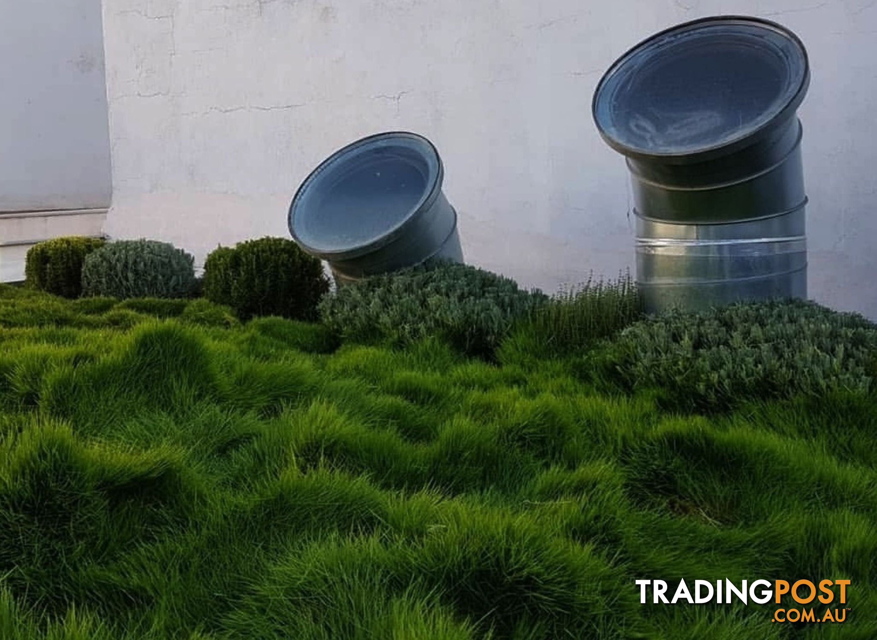 Petting Grass Special - 10x100mm pots - $70.00 including delivery