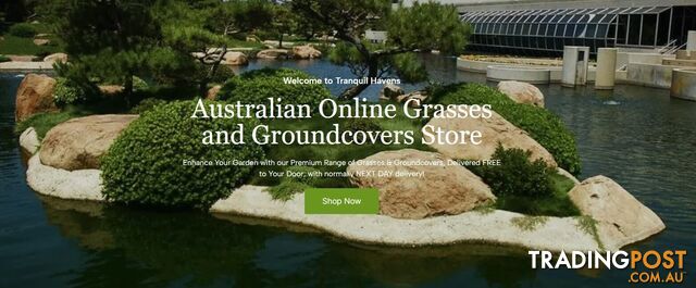 Zoysia Tenuifolia (No Mow) 10 x 100mm Pots Free Express Postage - $70.00