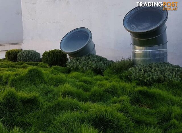 Petting Grass Special -  10x100mm pots - $70.00 including delivery Australia Wide