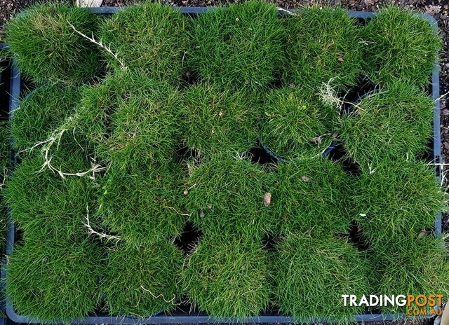 Petting Grass Special -  10x100mm pots - $70.00 including delivery Australia Wide