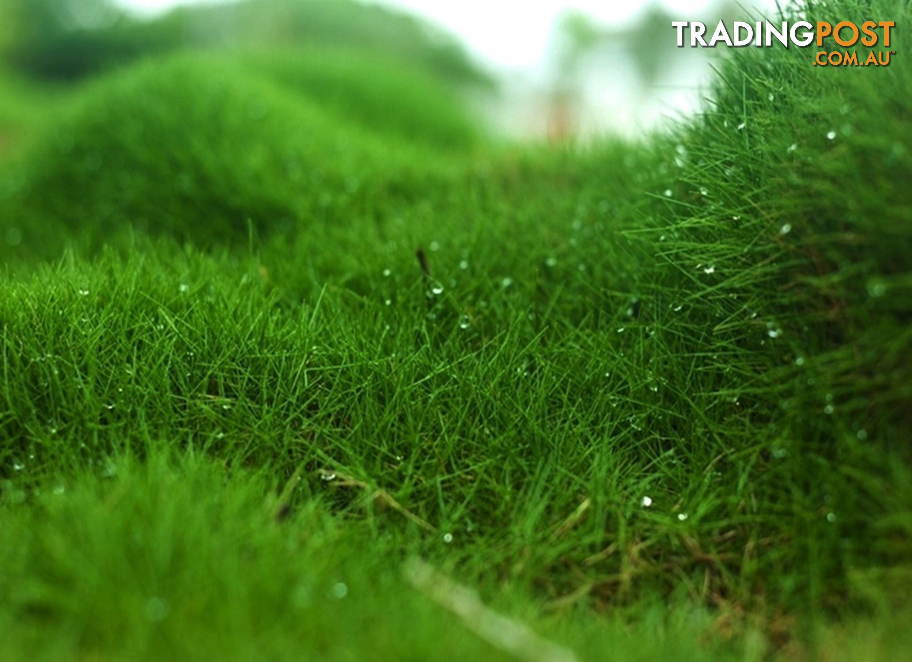 Zoysia Tenuifolia (No Mow) 10 x 100mm Pots Free Express Postage - $90.00