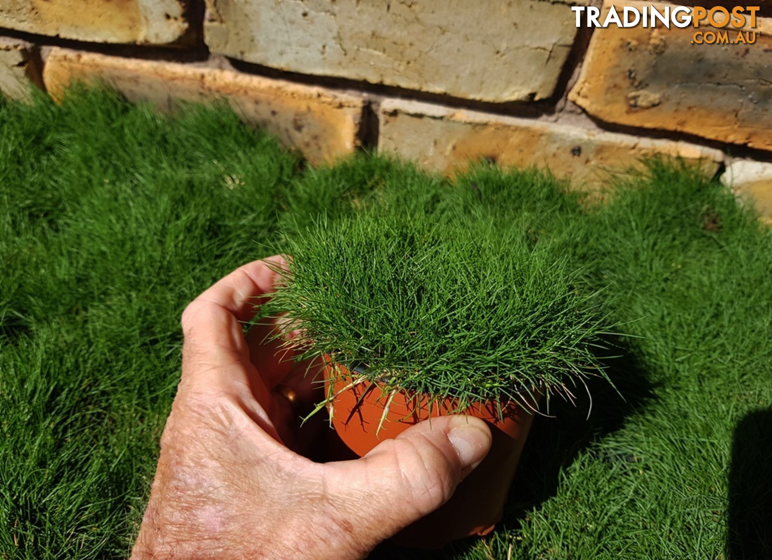 Zoysia Tenuifolia (No Mow) 10 x 100mm Pots Free Express Postage - $90.00