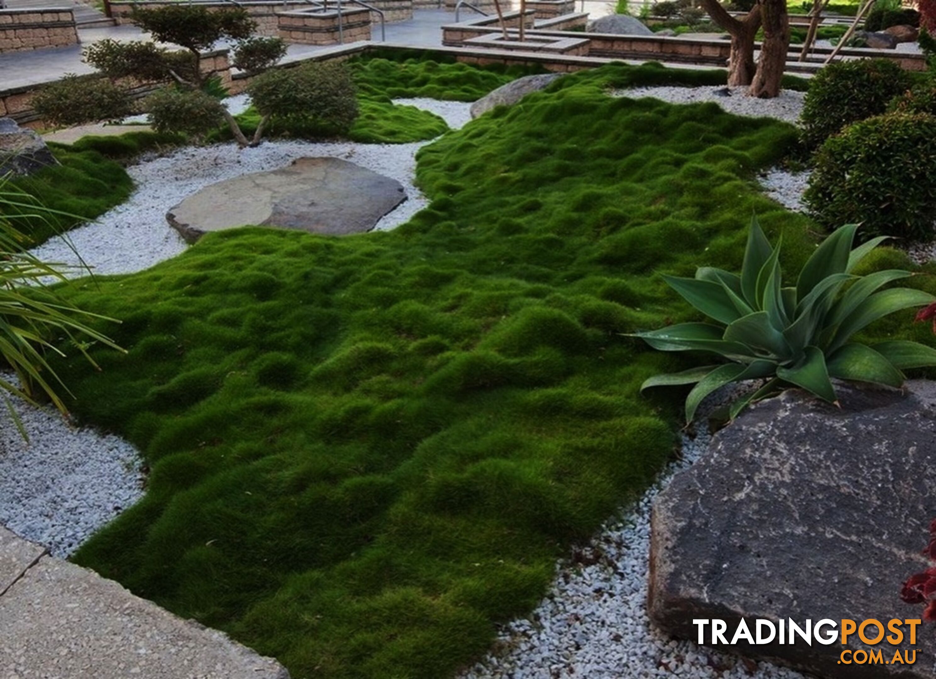 Zoysia Tenuifolia (No Mow) 10 x 100mm Pots Free Express Postage - $90.00