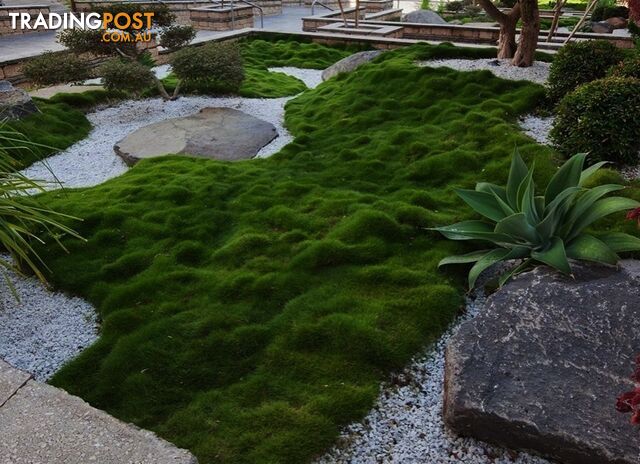 Zoysia Tenuifolia (No Mow) 10 x 100mm Pots Free Express Postage - $90.00