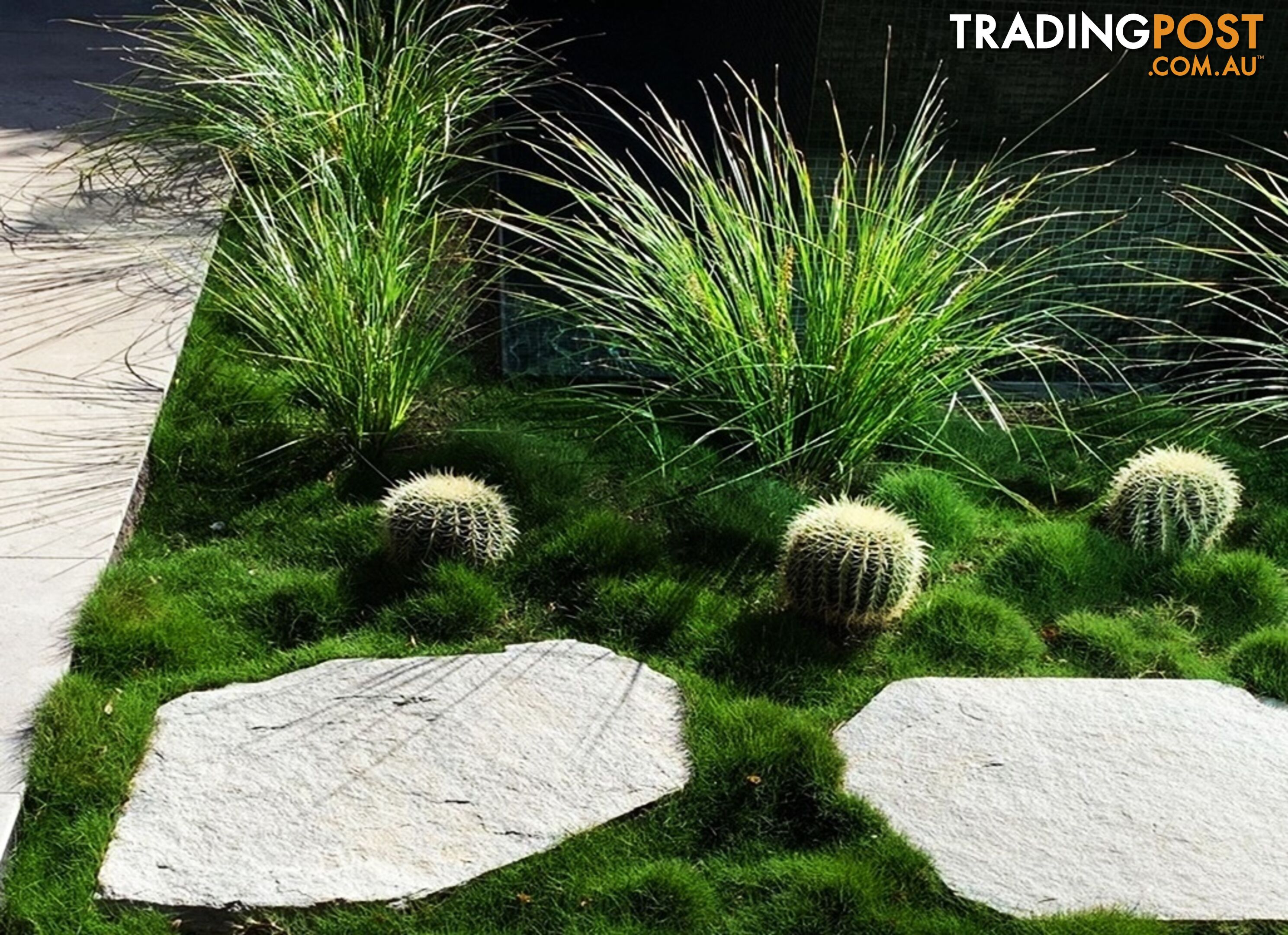 Zoysia Tenuifolia (No Mow) 10 x 100mm Pots Free Express Postage - $90.00