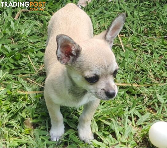 Pure Bred Chihuahuas